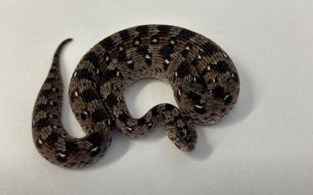 African Snakebite Alliance ( #ASA ) Research Grants II