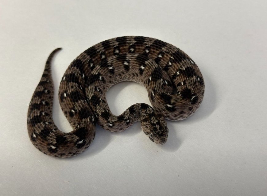 African Snakebite Alliance ( #ASA ) Research Grants II